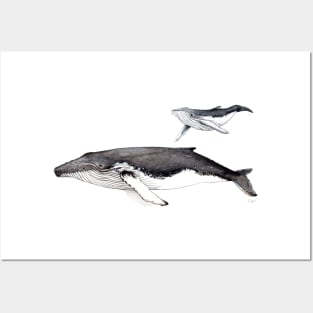 Humpback whale and baby Posters and Art